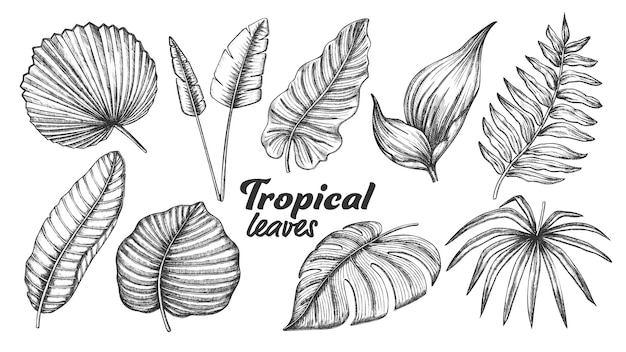 Different Tropical Leaves