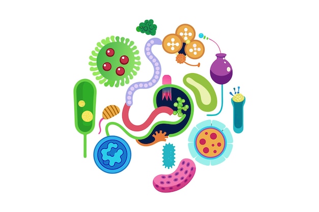 Vector different types of bacteria in intestines on white background