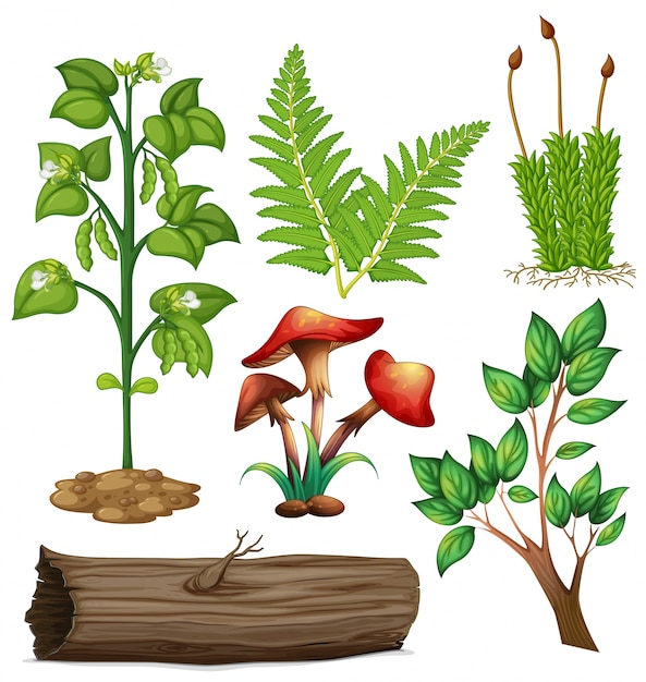 Different types of plants