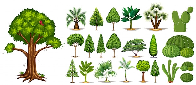 Different types of trees illustration