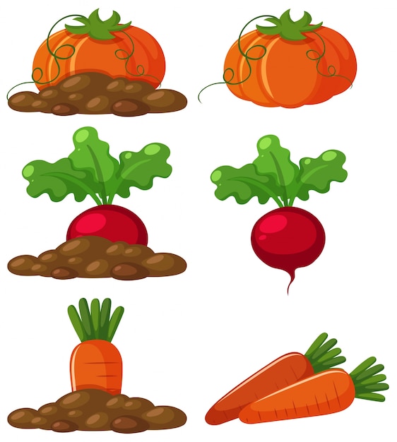 Different types of vegetables in the ground