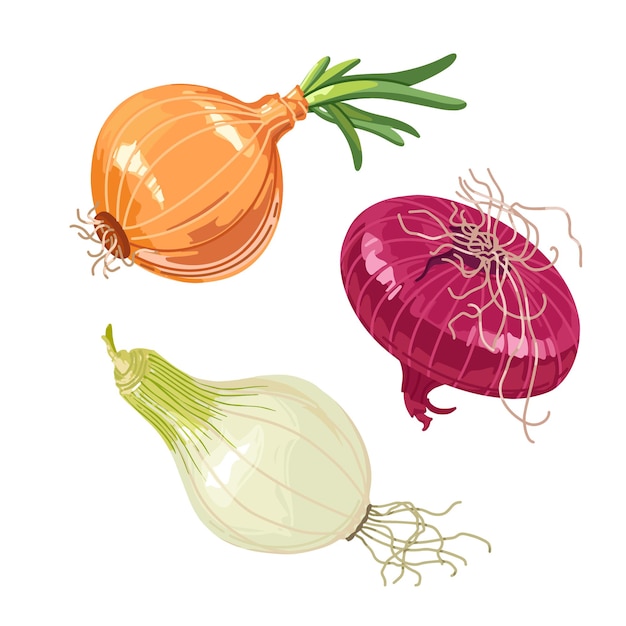 Different variants of onions in a realistic style on a white background for printing and designVector illustration