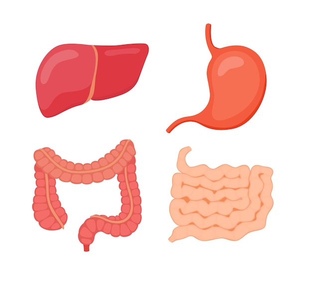 Vector digestive organ liver stomach large intestine small intestine