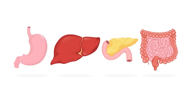 Digestive organs set in realistic style Vector illustration graphic design Cartoon infographic