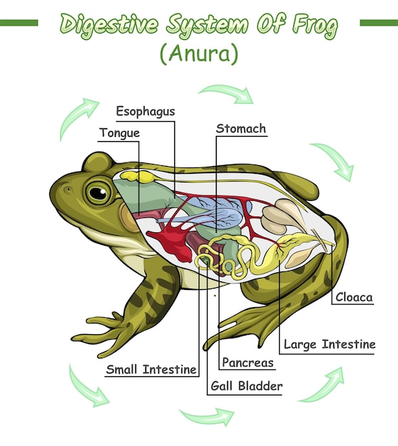 Digestive System Of Frog