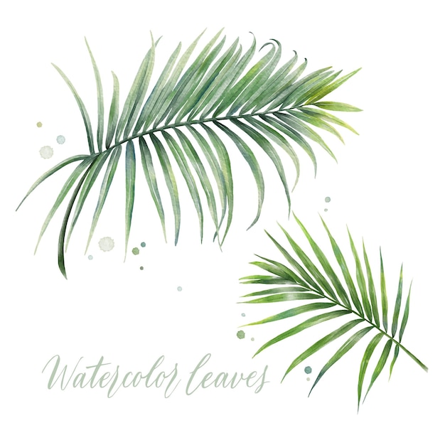 Digital watercolor painting tropical coconut palm leaves isolated on white background Vector floral elements