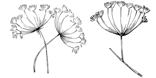 Dill or fennel vector isolated plant