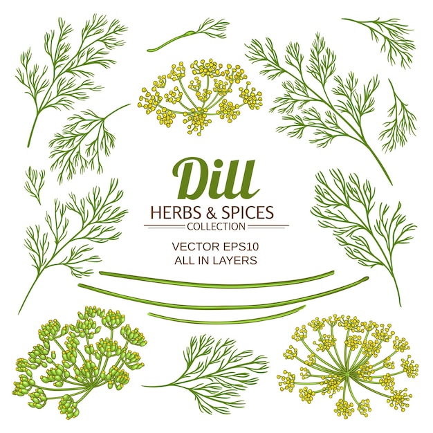 Dill plant elements vector set