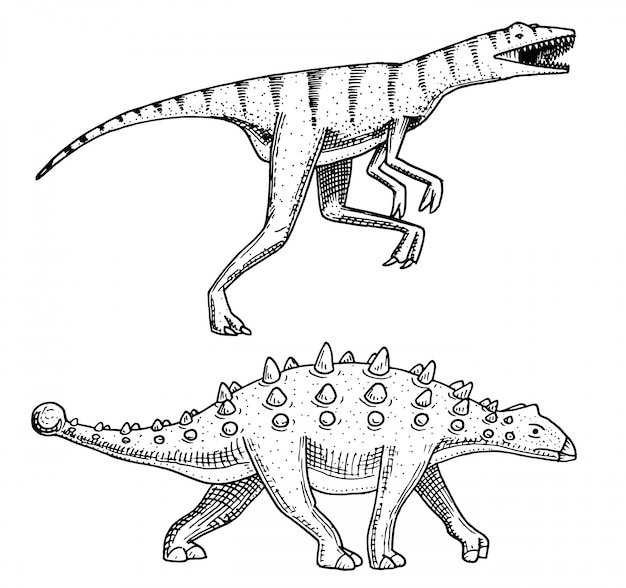 Dinosaur Ankylosaurus, Talarurus, Velociraptor, Euoplocephalus, Saltasaurus, skeletons, fossils. Prehistoric reptiles, Animal engraved Hand drawn .