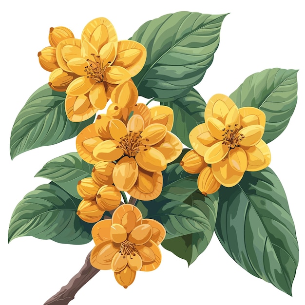 Diospyros Virginiana Flat Colors Cartoon Isolated Transparent Background Images