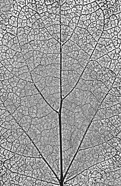 Distress tree leaves leaflet texture Black and white grunge backgroundEPS8