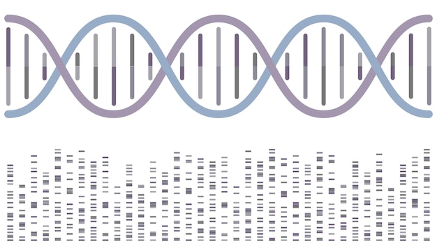 DNA double helix with sequencing bands vector illustration background