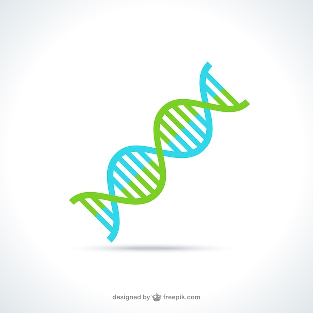 DNA molecule structure