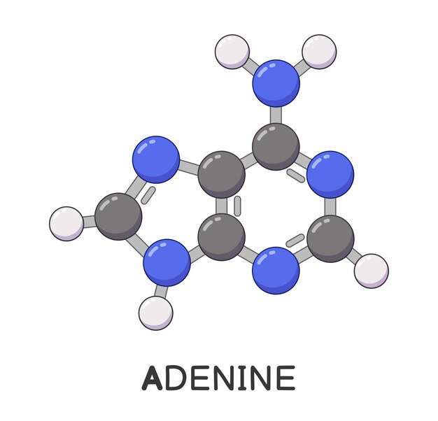 Vector dna or rna adenine molecule structure cartoon