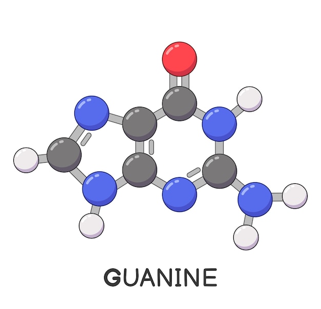 DNA or RNA guanine molecule structure cartoon