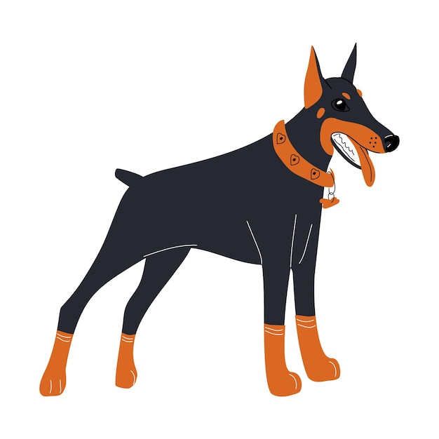 Doberman dog in orange collar and socks Favorite pets Hand drawn illustration Isolated on white