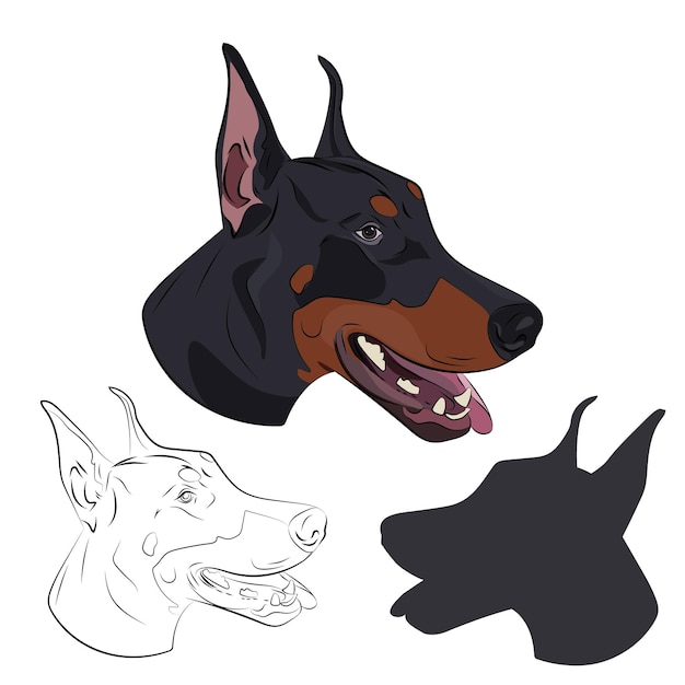 Doberman panting with tongue out. Watchdog portrait for your design.