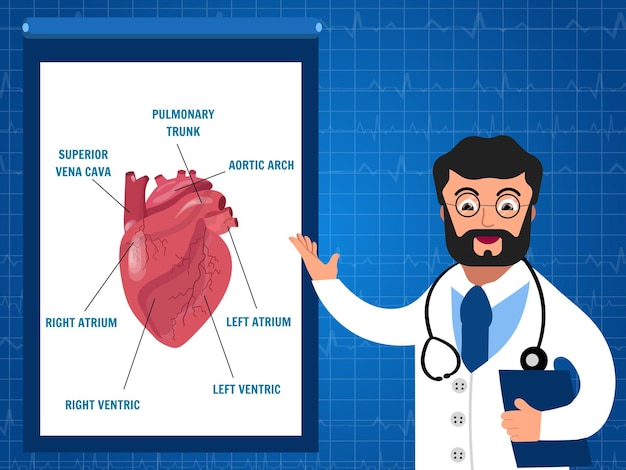 Doctor cardiologist shows a presentation of heart for study in vector illustration