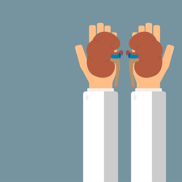 Doctors hand hold human kidneys Healthcare concept Vector illustration