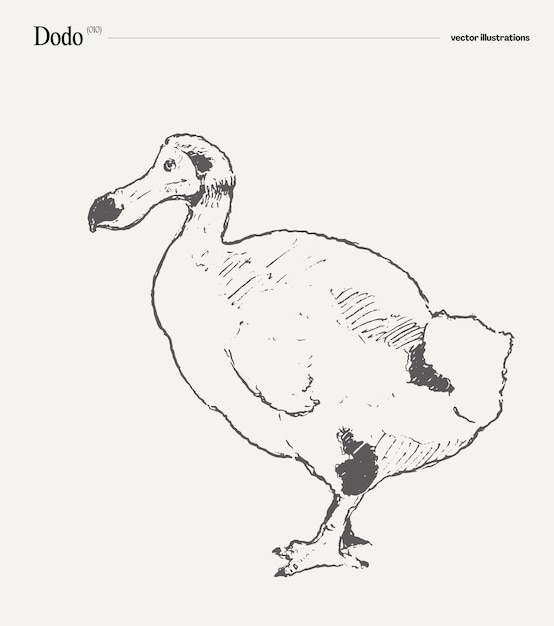 Vector dodo realistic hand drawn vector illustration sketch