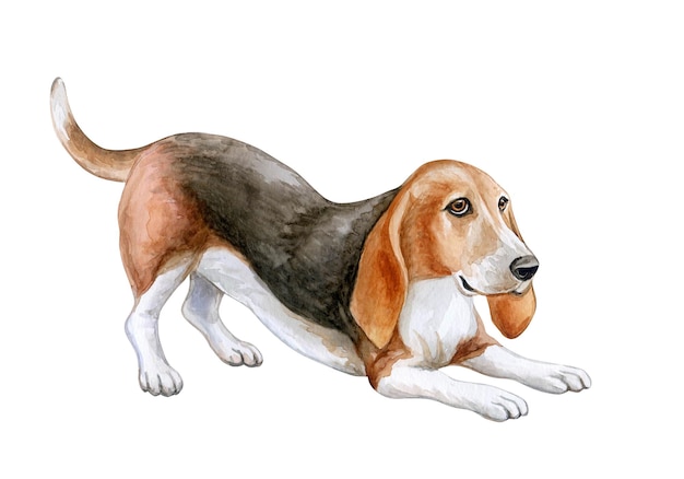 Dog Basset hound breed isolated on white background. Cheerful brown dog. Watercolor. Illustration