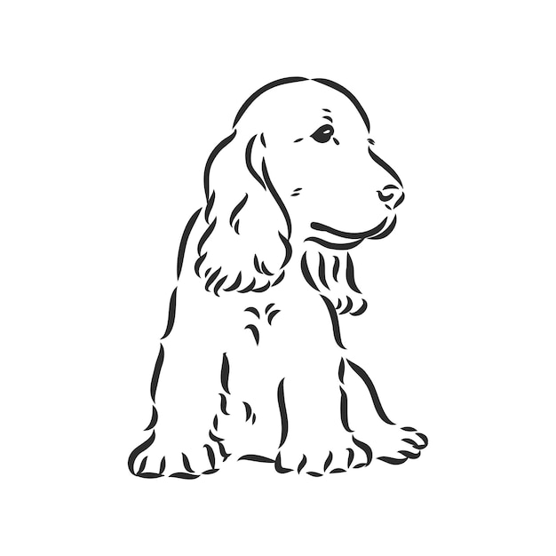 Dog breed Cocker Spaniel muzzle, sketch vector graphics black and white drawing