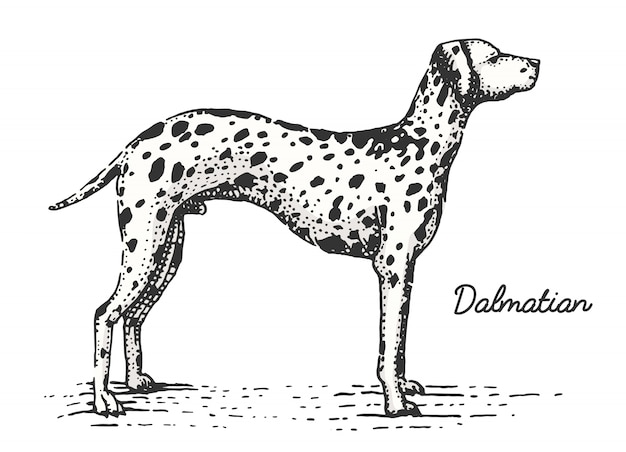 Dog breed engraved, hand drawn  illustration in woodcut scratchboard style, vintage species.