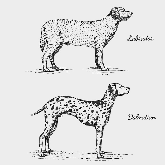 Dog breeds engraved, hand drawn illustration in woodcut scratchboard style