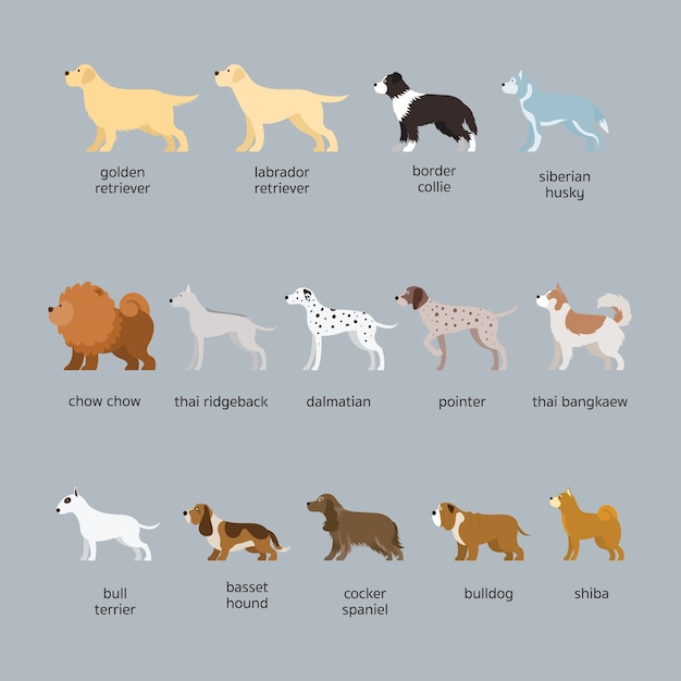 Vector dog breeds set, large and medium size, side view