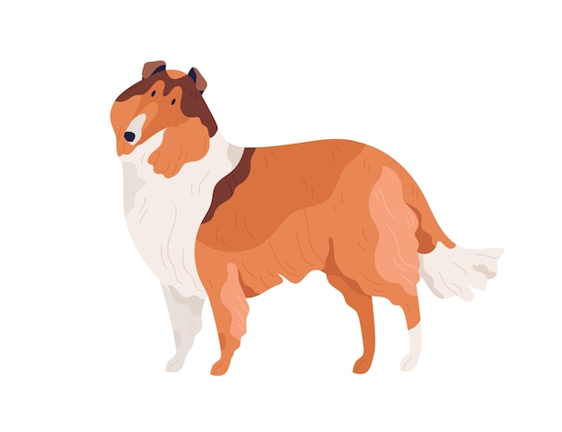 Dog of Collie breed standing on white background. Hairy doggy with shaggy coat. Friendly purebred pet. Isolated colored flat vector illustration.