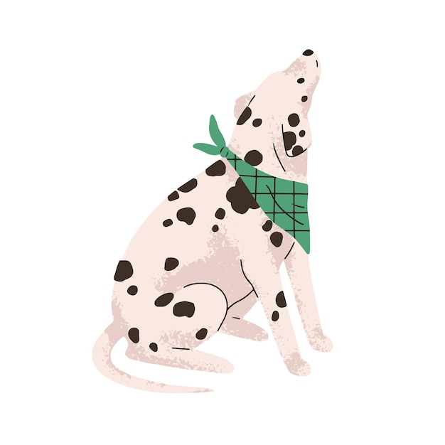 Dog of Dalmatian breed. Cute bicolor doggy with black spots on hair, coat. Purebred canine animal. Spotty dalmation pet looking up. Flat vector illustration isolated on white background