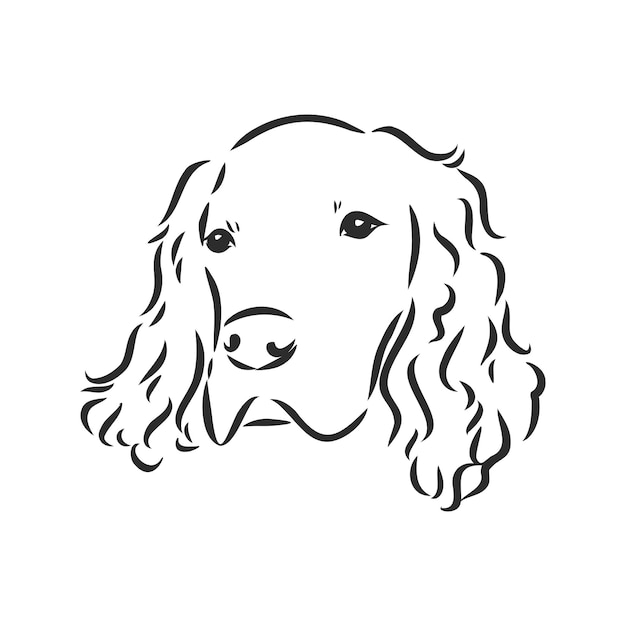 Dog Hand Drawn English setter Vector illustration isolated setter vector sketch