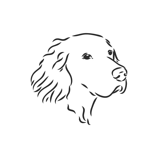 Dog Hand Drawn English setter Vector illustration isolated setter vector