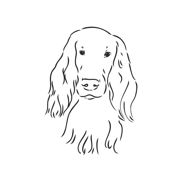 Dog Hand Drawn English setter Vector illustration isolated setter vector