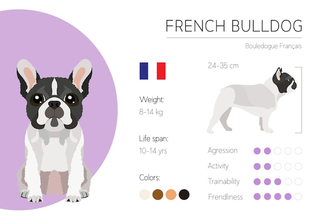 Dog infographic. Vector design template. Breed characteristics. French Bulldog