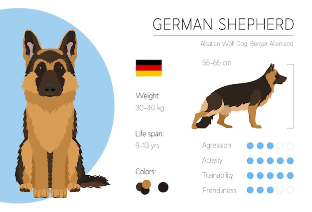 Dog infographic. Vector design template. Breed characteristics. German Shepherd