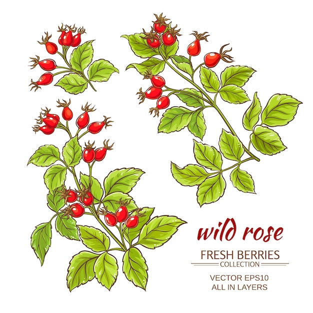 Dog rose hips vector set on white background