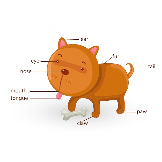 Dog vocabulary part of body vector