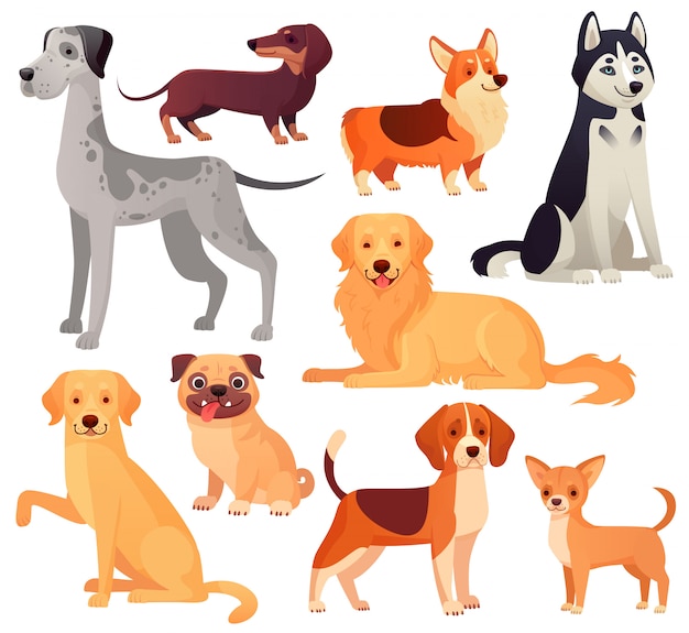 Dogs pets character. Labrador dog, golden retriever and husky. Cartoon isolated set