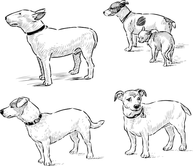 Dogs sketches