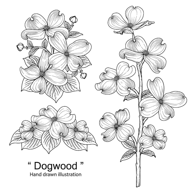 Dogwood flower drawings illustrations