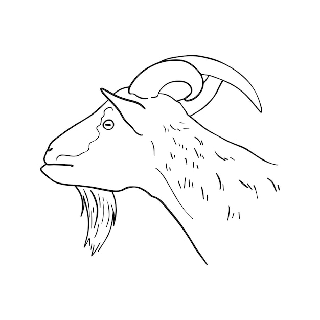 Domestic goat with horns livestock artiodactyl animal doodle linear cartoon coloring