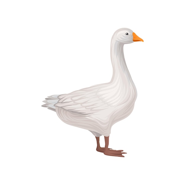 Domestic goose poultry breeding vector Illustration on a white background