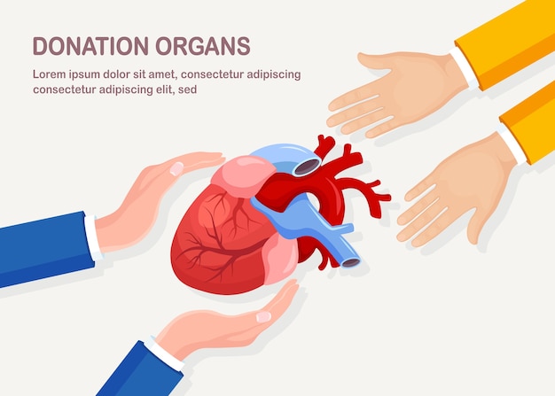 Donation organs. Donor heart for cardiac transplantation. Volunteer aid for the patient