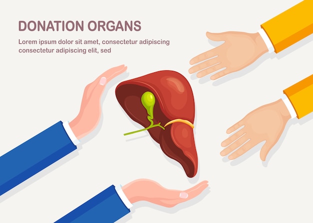 Donation organs. Human liver in doctor hand. Anatomy of internal organs, medicine. Volunteer aid.