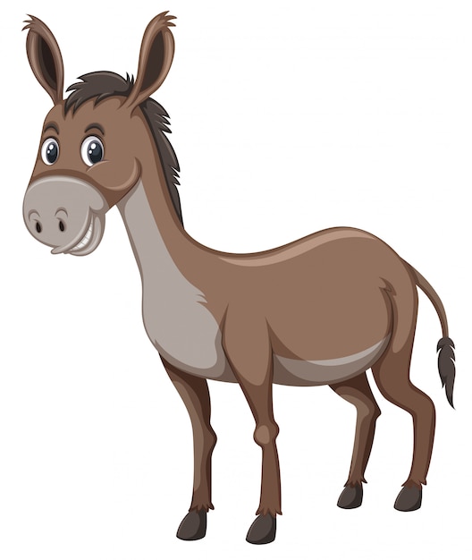 A donkey on white background