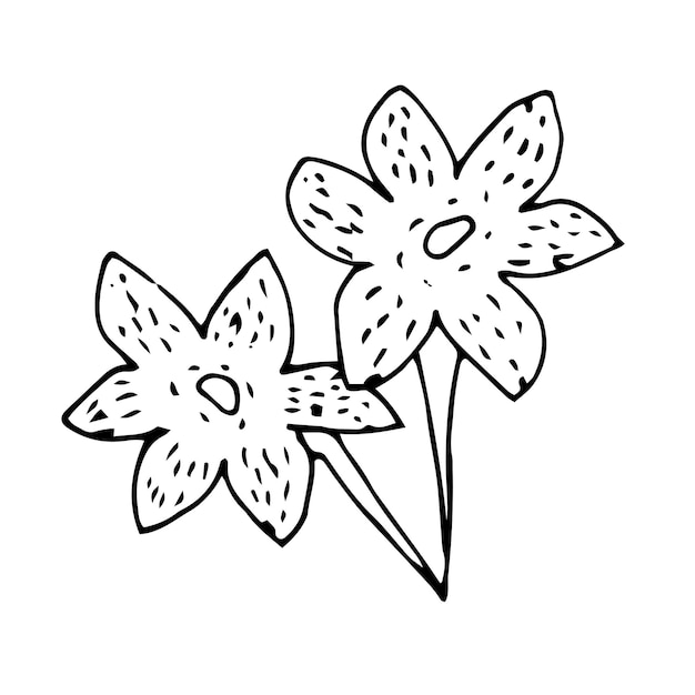 doodle drawing of garden tobacco blossom flowers