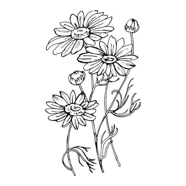 Doodle hand-drawn Chamomile set. Black on white. Flower decoration. Vector illustration