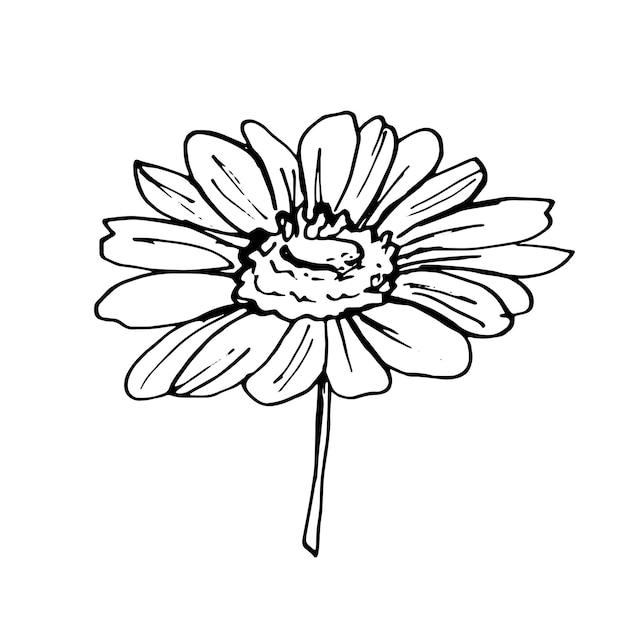 Doodle hand-drawn Chamomile set. Black on white. Flower decoration. Vector illustration