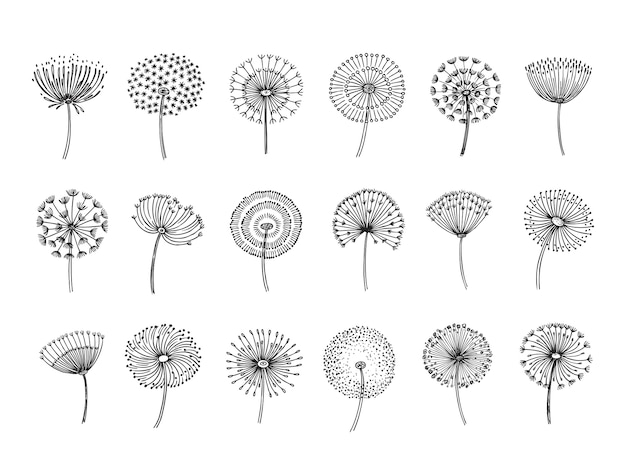 Doodle hand drawn dandelions monstera delicate plant seeds